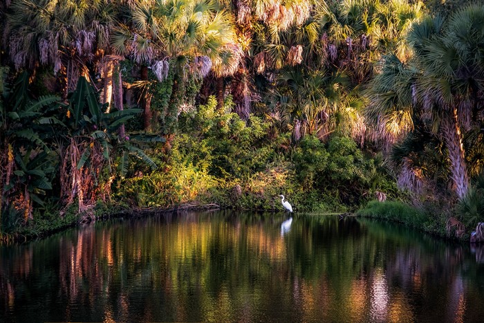 birds, pond, nature, palm trees, trees, evening