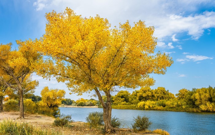 4K, trees, fall, China, nature, Asia, outdoors