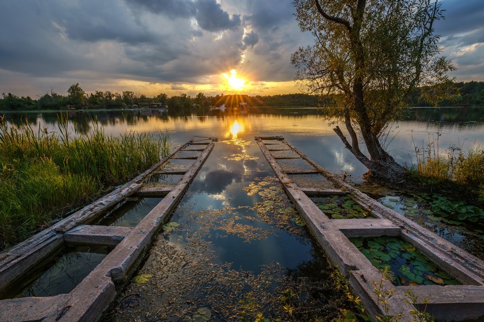reeds, sunset, trees, nature, outdoors, lily pads, sky, water, clouds, photography