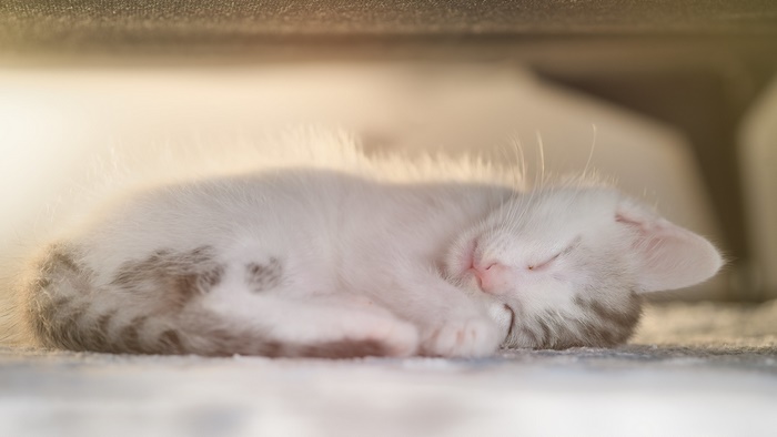 Cute sleeping kitten on a carpet