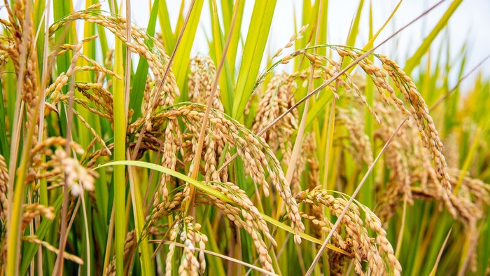 4K, food, nature, plants, rice