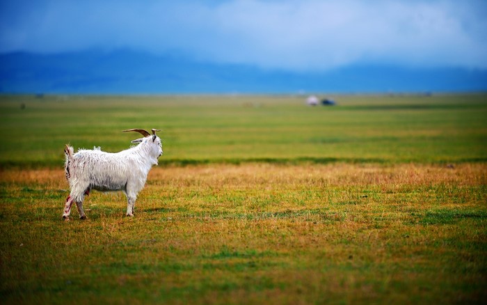 4K, grass, nature, sheep