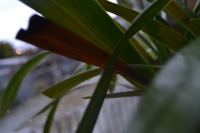 4K, wet, nature, plants