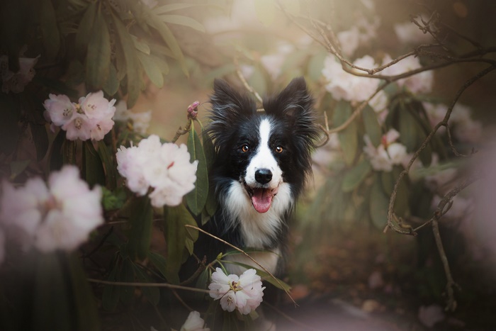 Border Collie dog among pink flowers