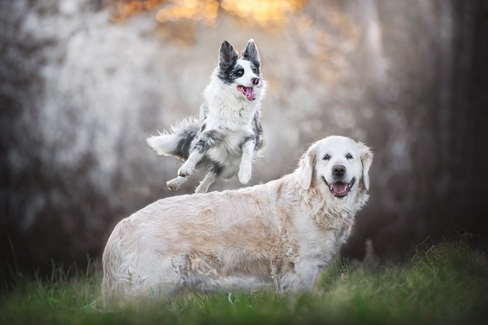 animals, mammals, dog, outdoors