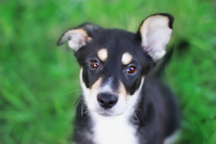 Close-up of a black and tan puppy looking up