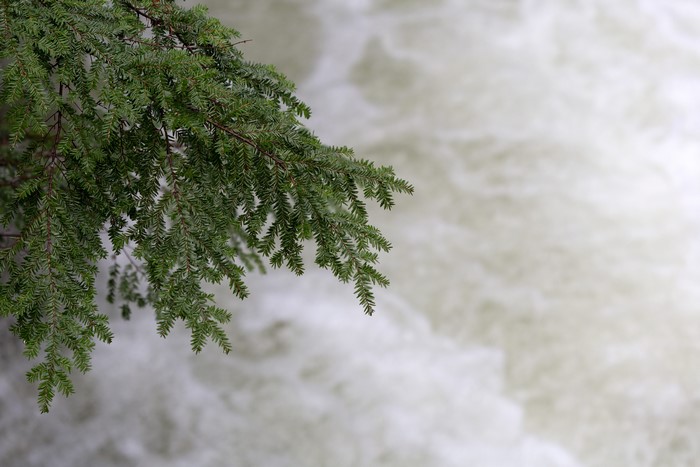 4K, forest, trees, nature, closeup, winter, plants, growth, outdoors, branch