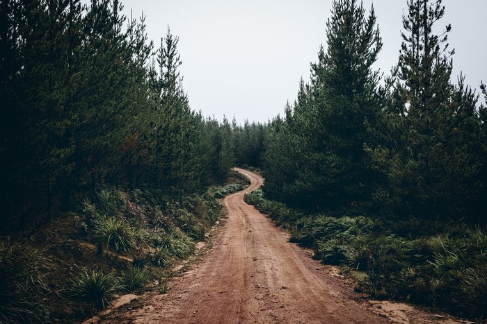 path, nature, trees