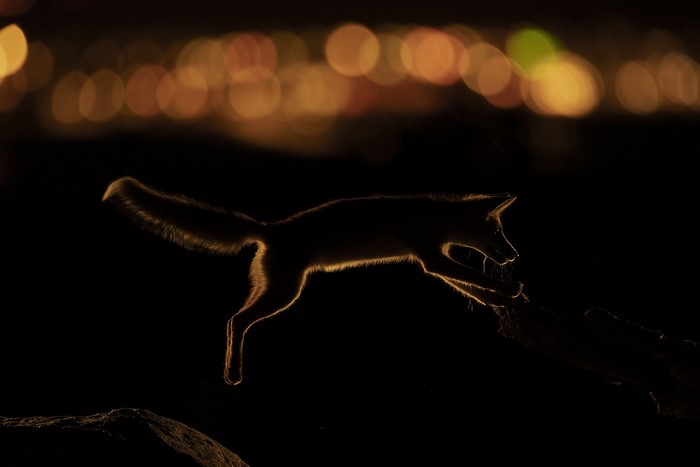 fox, jumping, shadow, hunting, night, nature