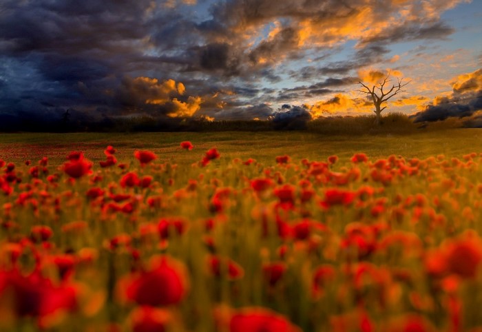 field, flowers, red flowers, outdoors, nature, clouds, plants, sunlight