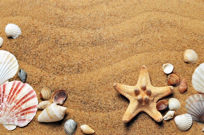4K, starfish, sand, seashells, nature, beach