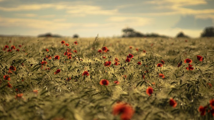 outdoors, plants, summer, field, flowers, nature, red flowers, poppies