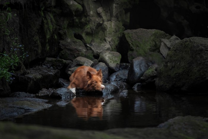 mammals, animals, nature, outdoors, dog