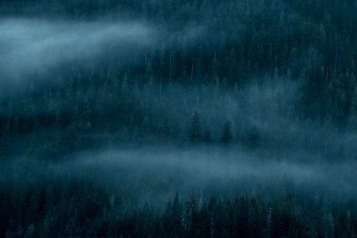 trees, nature, forest, pine trees, mist, blue