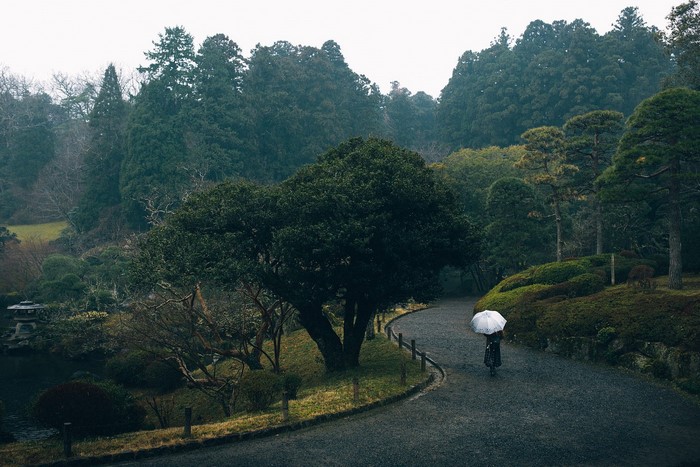 landscape, trees, forest, umbrella, people, green, alone, film grain, Japan
