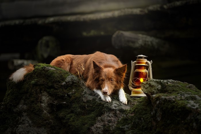 outdoors, lantern, mammals, dog, animals