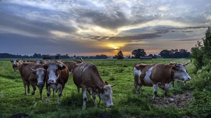 4K, cow, outdoors, field, clouds, animals, nature, mammals