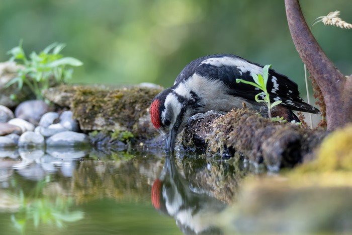 drinking, outdoors, birds, water, reflection, nature, animals