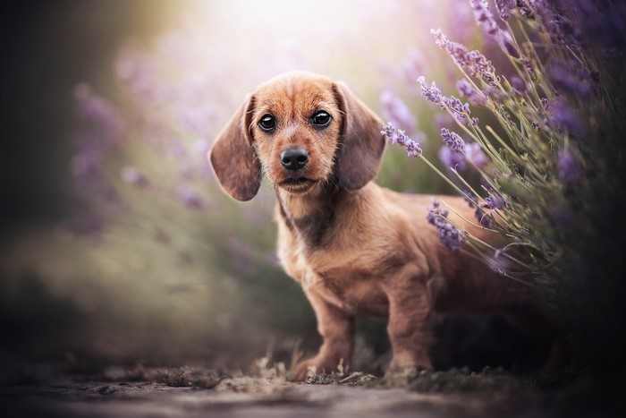 animals, flowers, dachshund, mammals, dog, plants, outdoors
