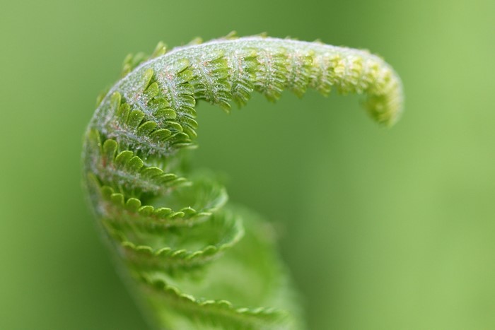 nature, macro, green background, plants