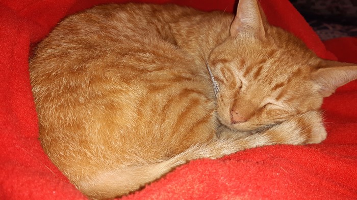 4K, mammals, sleeping, feline, animals, cats