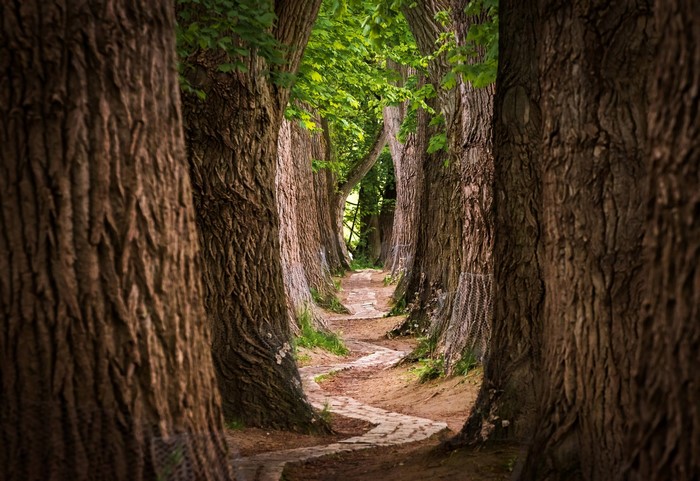 nature, walkway, outdoors, path, landscape, trees