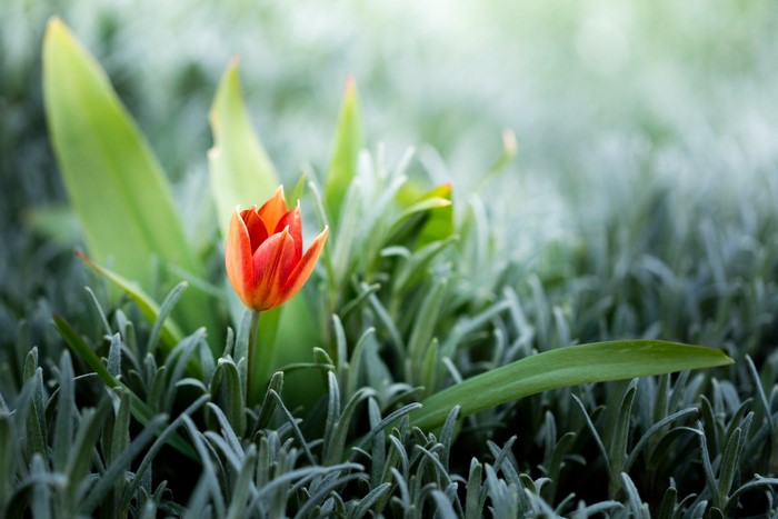 Red Tulip Among Green Plants Outdoors
