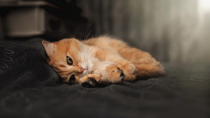 4K, animals, feline, indoors, mammals, cats