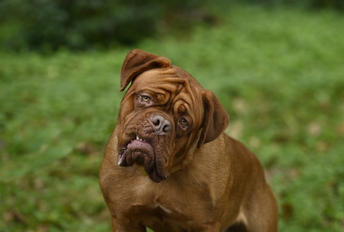 Dogue de Bordeaux dog