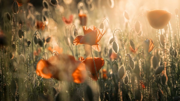 outdoors, nature, plants, sunlight, red flowers, flowers, summer