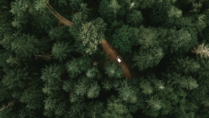 4K, Jeep, nature, forest, green, trees