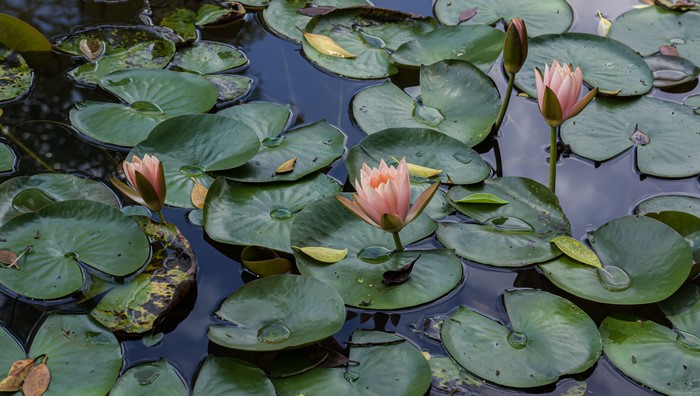4K, water, landscape, lotus flowers