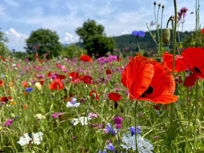 4K, poppies, field, nature, flowers