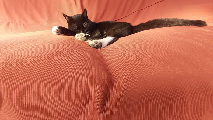 indoors, mammals, cats, black cats, animals