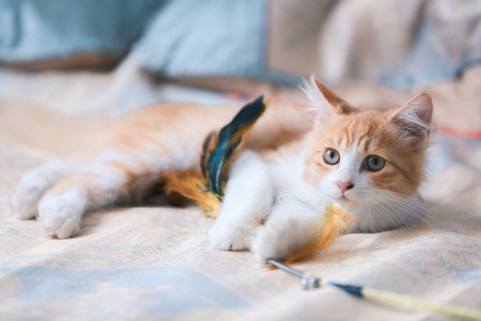 mammals, cats, animals, indoors