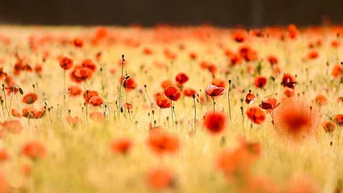 4K, summer, poppies, plants, flowers, field, colorful, outdoors, red flowers