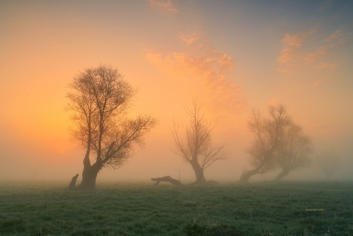 grass, landscape, Roman Hudzik, sky, trees, nature, mist, sunrise, tree stump
