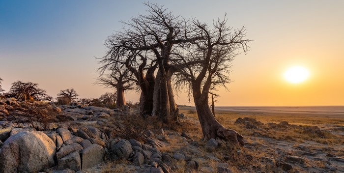 trees, Sun, Africa, nature, landscape, Botswana