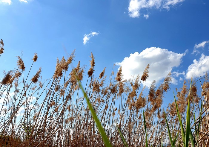 nature, plants, clouds, outdoors, air, sky