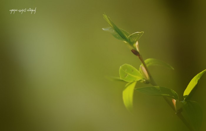 nature, eco, text, plants