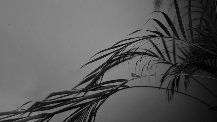 photography, monochrome, leaves, simple