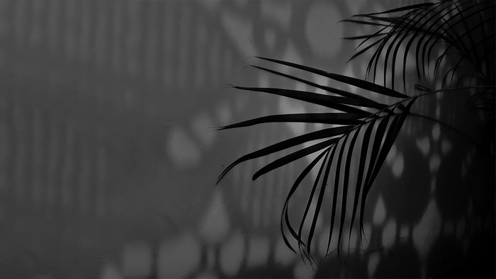 monochrome, photography, leaves, simple