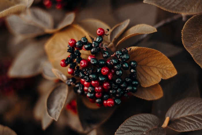 berries, nature, leaves, plants, closeup