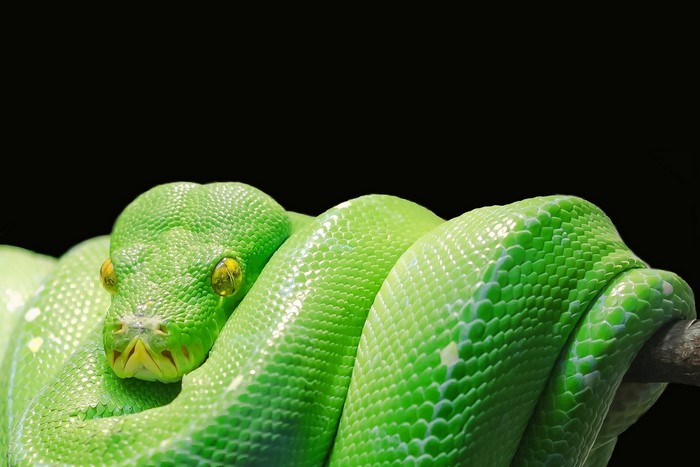 simple background, nature, animals, snake, reptile