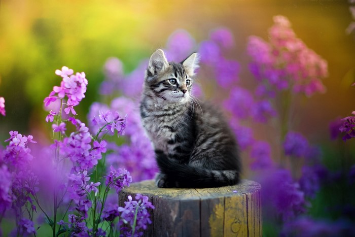 Tabby Cat Sitting on Tree Stump Among Purple Flowers
