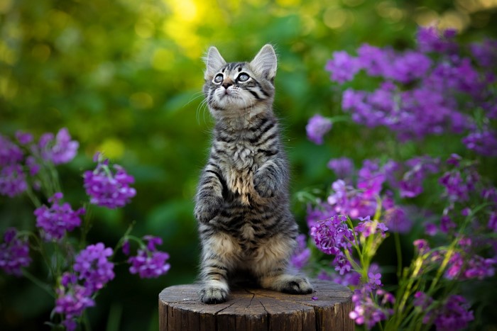 purple flower, cats, feline, outdoors, plants, nature, animals, mammals, flowers