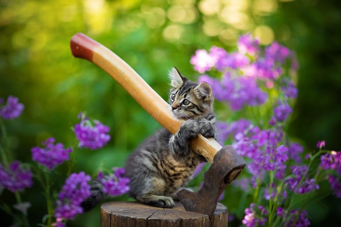 kittens, cats, flowers, axes, animals, outdoors, feline, mammals, plants