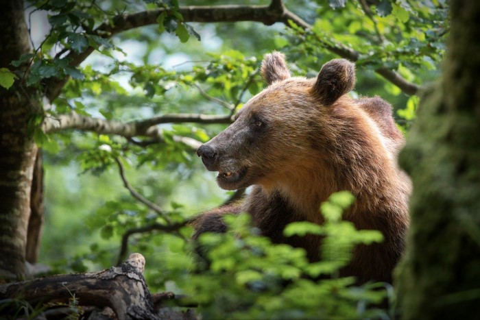 trees, plants, mammals, bears, animals, nature