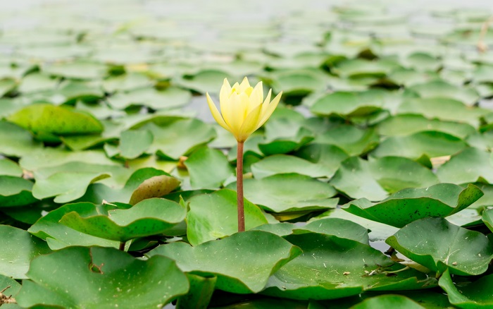 Yellow lotus flower surrounded by lily pads