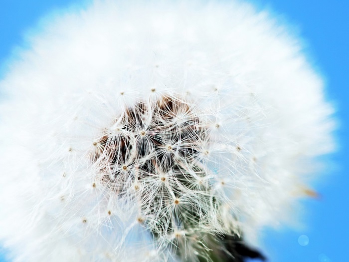Close-up of a Dandelion seed head against a blue sky